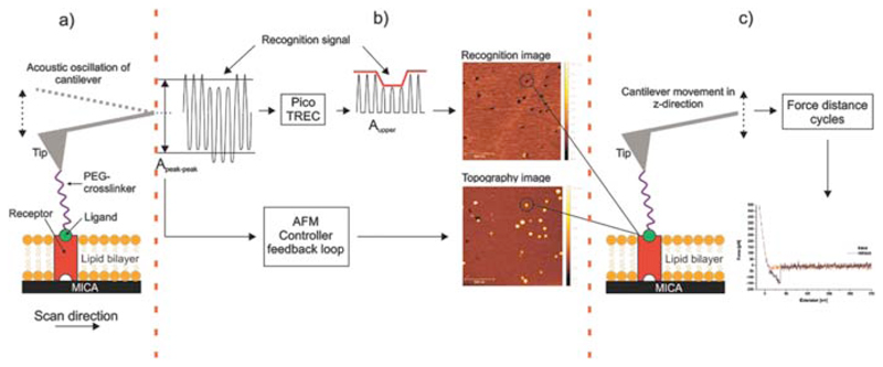 Figure 3: Functional principle of so-called TREC recordings that simultaneously image topography and recognition (after Köhler et al., 2017). An oscillating, functionalised cantilever’s amplitude is observed. Dampening of the oscillation’s top half is ascribed to molecular interactions, whereas dampening of in the lower half refers to topographical elevations.
