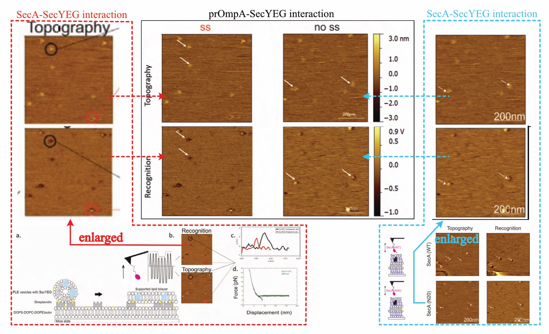 Figure 1: Identical images presented for different experimental conditions (edited after Fis 2018, pp. 47, 51, 60). An exemplary recording of the SecA-SecYEG interaction (left, dashed red encirclement), as well as the result of the SecA•N20 mutant (right, dashed cyan encirclement) are repeated for prOmpA measurements (middle, solid black encirclement).
