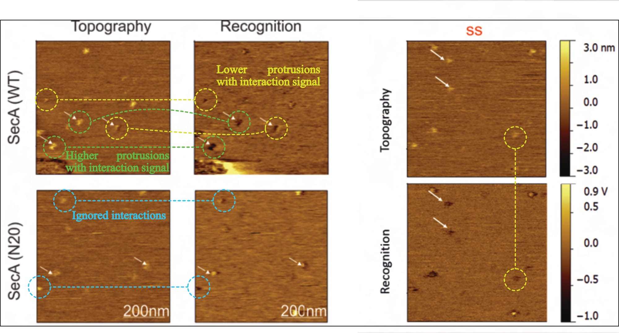 Figure 2: Arbitrary signal during SecYEG selection for further measurements (edited after Fis 2018, pp. 51, 60). In all provided (TREC-)recordings, various protrusion heights produce a supposed interaction signal, leaving the protein's orientation unclear and contradicting extensive literature on the subject (of the bacterial translocon). Note: The provided z-scale is originally presented for the prOmpA•Δss-SecYEG measurement (the duplicate of the SecA•N20-SecYEG; bottom left). Duplicate images are omitted (compare Figure 1 above).