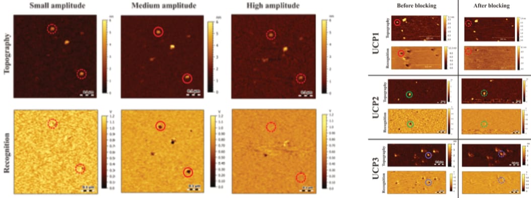 Figure 9: Comparison of full TREC recordings (left) and the suddenly trimmed images of the control condition (right) for experiments expanded with force spectroscopy (edited after Köhler, 2016, pp. 83, 84).